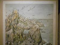 蕪嶋の海猫　＜多色石版＞　（八戸市） 青森県画譜：昭和8年