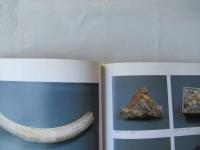 特別展 "ロシア極東の自然と文化" :ハバロフスク郷土博物館所蔵展