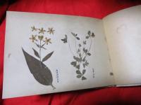 高山植物標本集　軽井沢　　押花　18種貼り込　　