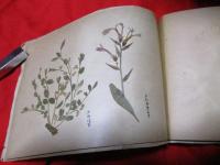 高山植物標本集　軽井沢　　押花　18種貼り込　　