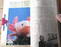 【写楽（昭和６０年２月号）】グラビア「水島裕子・中江滋樹に愛された元芸者宗千代」・「バイオ・アニマ傑作展」等