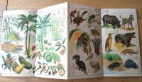 【読本参考図鑑（電機のいろいろ・世界風俗・自然界の奇観・珍しい動物等）】「少女倶楽部」４月号付録（全４４ページ）