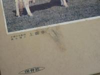 原色家畜家禽図鑑