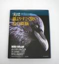 実は猫よりすごく賢い鳥の頭脳