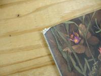 サマータイムソング : つきあかりのにわで