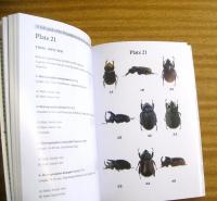 A Field Guide to the Dynastidae Family of the South of South America