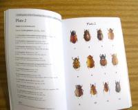 A Field Guide to the Dynastidae Family of the South of South America