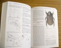 The Dynastine Scarab Beetles of Costa Rica and Panama (Coleoptera: Scarabaeidae: Dynastinae)