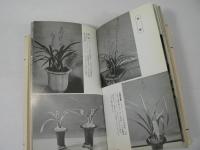 東洋蘭 : 観賞と栽培