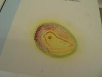 神沢利子コレクション