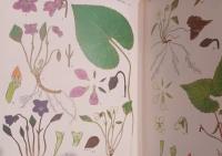 原色日本のスミレ