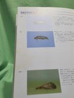 水生昆虫とフライ・フィッシング