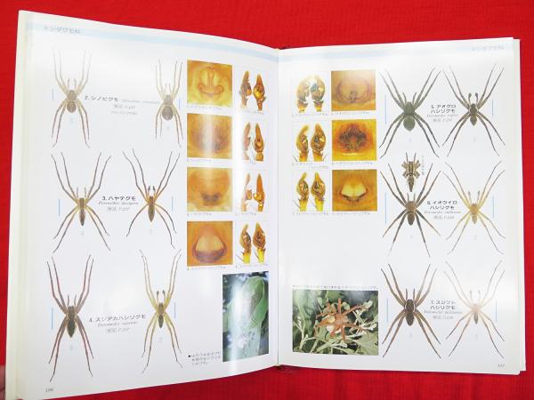 写真 日本クモ類大図鑑 改訂版 千国安之輔 著 古本 中古本 古書籍の通販は 日本の古本屋 日本の古本屋