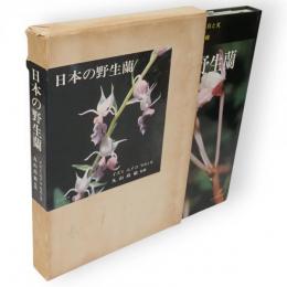 日本の野生蘭
