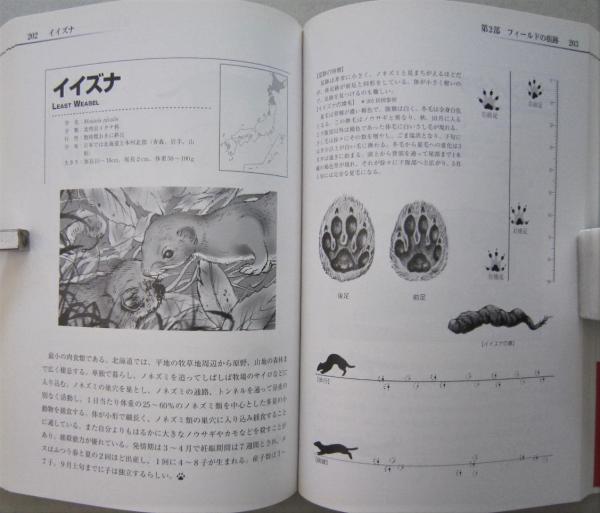 野生動物観察事典 今泉忠明 著 平野めぐみ 資料画 古本 中古本 古書籍の通販は 日本の古本屋 日本の古本屋