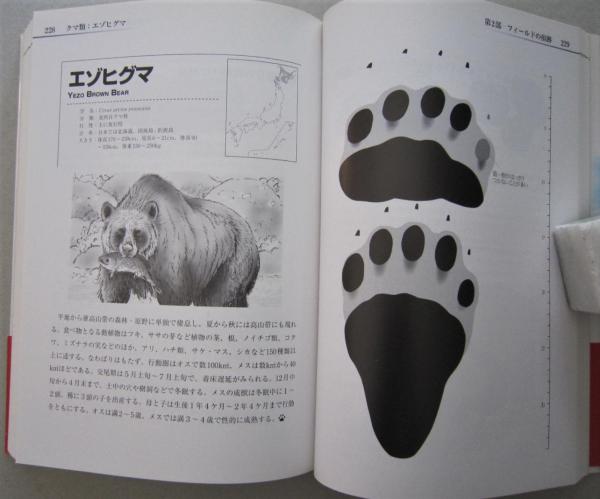 野生動物観察事典 今泉忠明 著 平野めぐみ 資料画 古本 中古本 古書籍の通販は 日本の古本屋 日本の古本屋