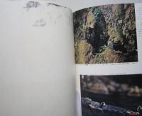 原色日本野鳥生態図鑑 Vol.2　　