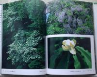 ブナ関係の写真集５冊セット　母なる森　ブナ 滅びゆく森・ブナ ブナ原生林 ブナの森は宝の山　ブナVIRGIN FOREST　