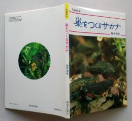 巣をつくるサカナ　写真絵本　【画像3枚掲載】 　