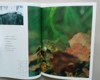 巣をつくるサカナ　写真絵本　【画像3枚掲載】 　