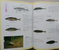 巣をつくるサカナ　写真絵本　【画像3枚掲載】 　