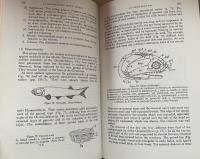 Structure and Habit in Vertebrate Evolution（Biology Series)