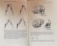 Evolution of the Brain: Creation of the Self