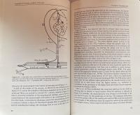 Evolution of the Brain: Creation of the Self