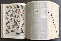 Webster's Third New International Dictionary of the English Language Unabridged