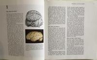Brain, Mind and Behavior