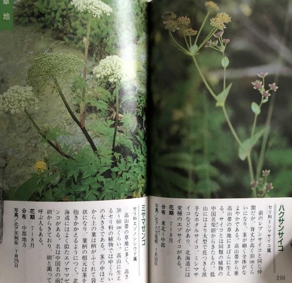 高山の植物 ポケット図鑑 青山富士夫 富士書房 古本 中古本 古書籍の通販は 日本の古本屋 日本の古本屋 高山の植物 ポケット図鑑 青山富士夫 富士書房 古本 中古本 古書籍の通販は 日本の古本屋 日本の古本屋
