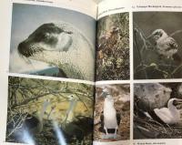 The Enchanted Islands: Galapagos Discovered
