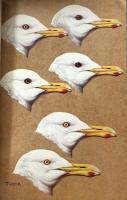 Evolution of some arctic gulls (Larus): an experimental study of isolating mechanisms