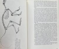 Primate Evolution: An Introduction to Man's Place in Nature