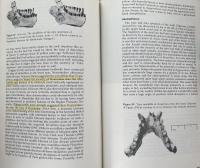 Primate Evolution: An Introduction to Man's Place in Nature