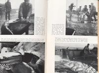 Of Whales and Men