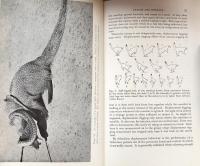Mongooses: Their natural history and behaviour