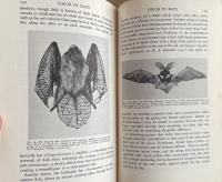 Bats