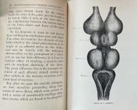Materialism and Modern Physiology of the Nervous System