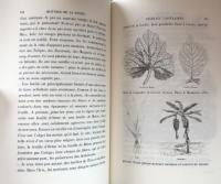 Histoire de la Bûche – Récits sur la vie des plantes