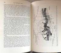 The Vertebrate Brain