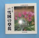 奥羽山系雪国の草花