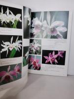 日本と世界の洋ランカタログ