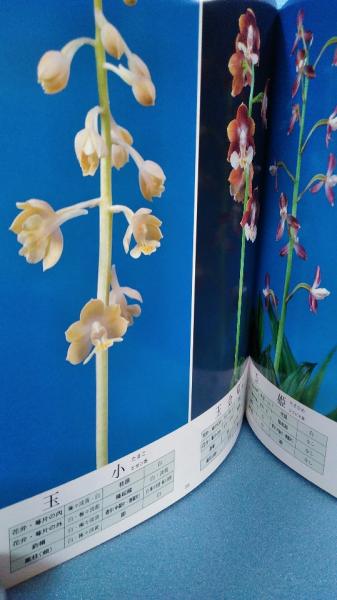 有名ブランド えびね名花・銘品大全集(渡辺正孝 編) / ダストボックス / 古本 趣味・スポーツ・実用