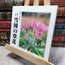 8_    奥羽山系雪国の草花 瀬川強 140437