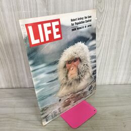 1_　LIFE March 2,1970 日本猿 北限のサルと温泉 Snow Monkeys ライフ誌 USA アメリカ 240086