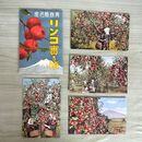 1_　絵葉書 4枚 リンゴ実る頃 津軽りんご 青森県名産 はがき 臭いあり 020170