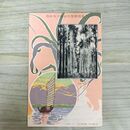 1_　絵葉書 台湾総督府始政10年紀念 檳榔子 小川一真 240101