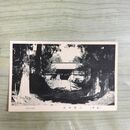 1_　絵葉書 遠野 八幡神社 岩手県 伊藤商店発行 120102